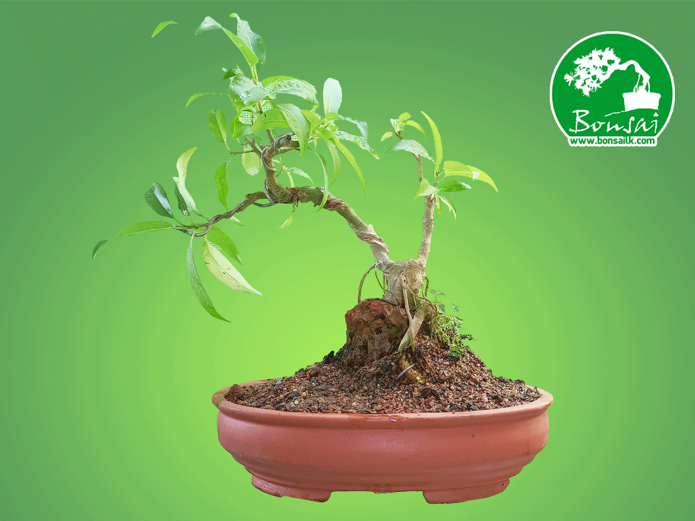Ahatu Bonsai Plant