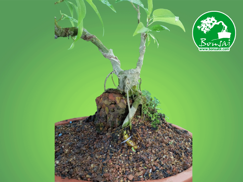 Ahatu Bonsai Plant - Image 2