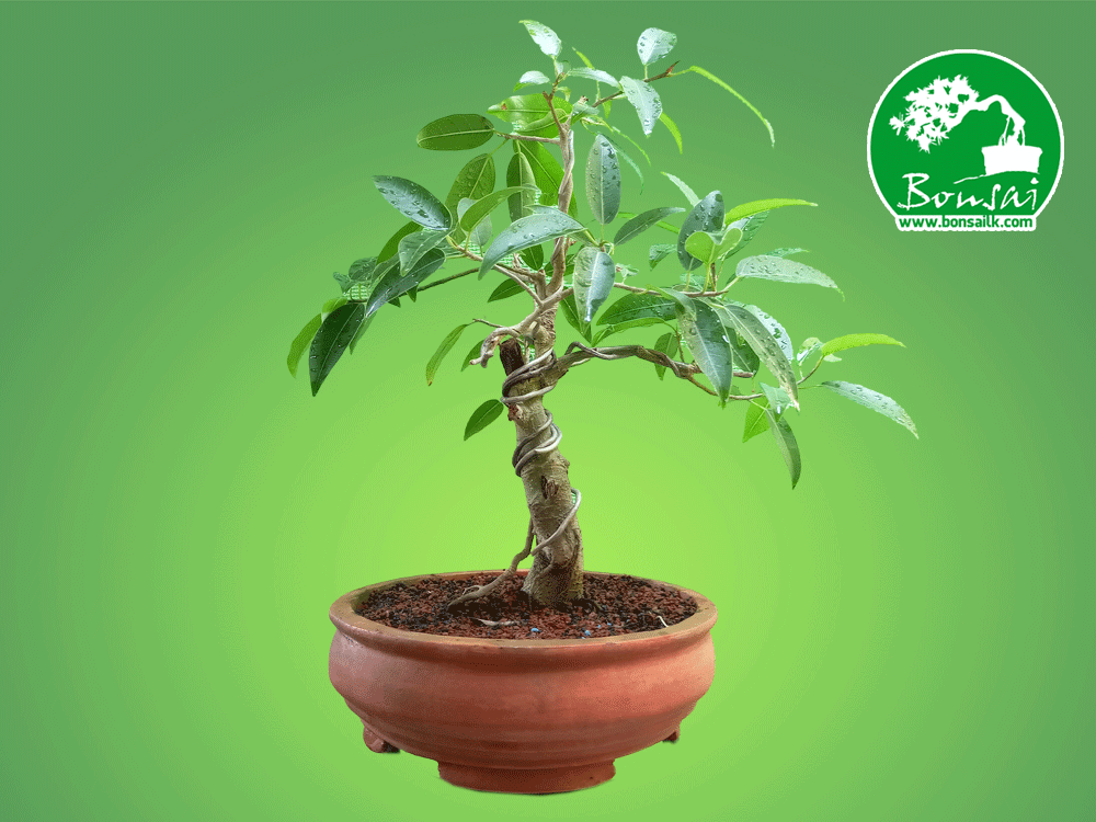 Ahatu Bonsai Plant