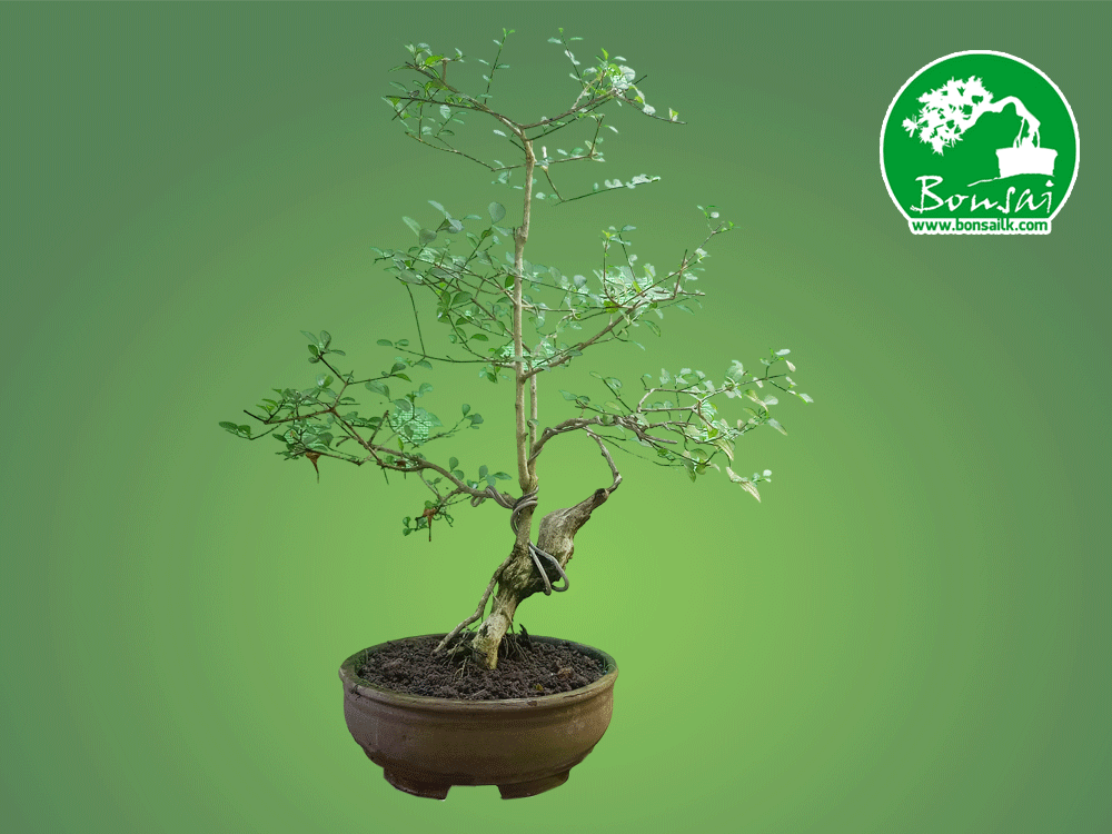bonsai-plant-heenthambala-for-sale