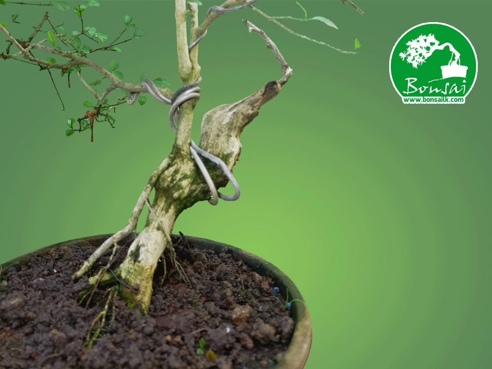 bonsai-plant-heenthambala-in-Sri-Lanka