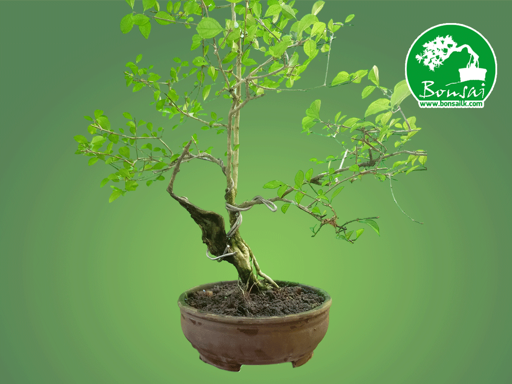 bonsai-plant-heenthambala-tree