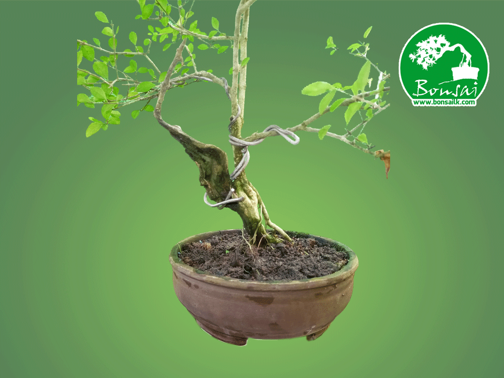 bonsai-plant-heenthambala