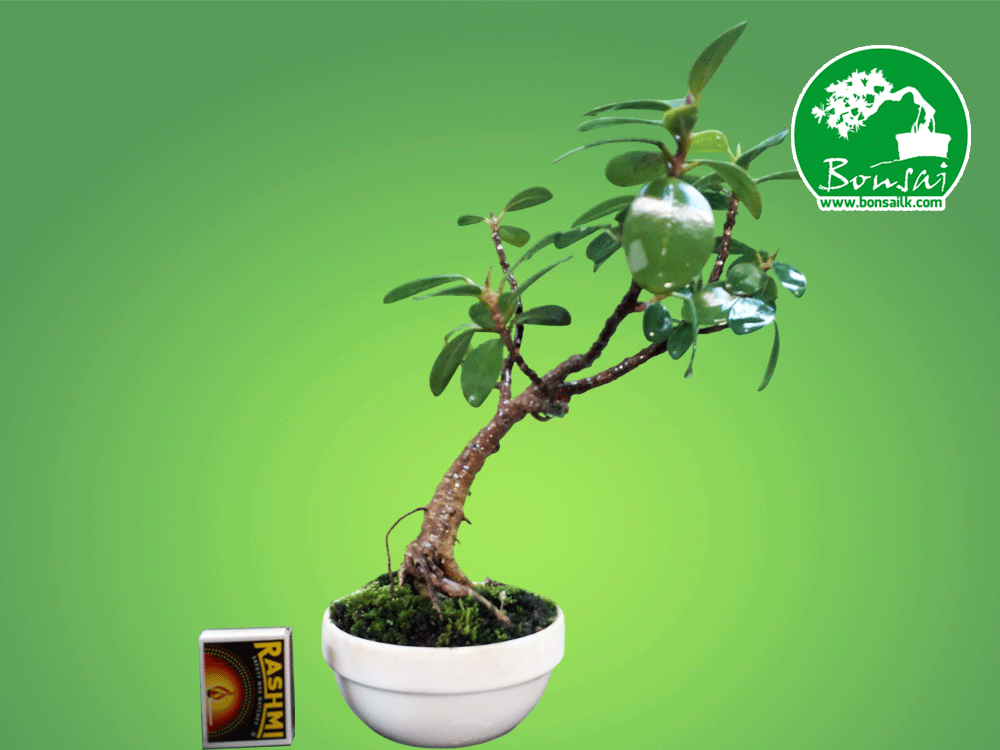 Ficus-mini-Bonsai-plant-online-sale