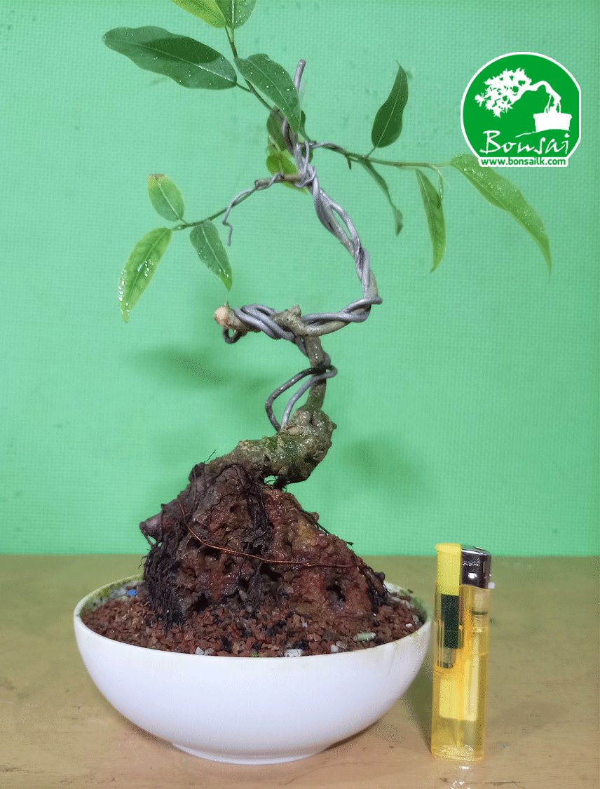 Bonsai-Plant-Ahatu-1