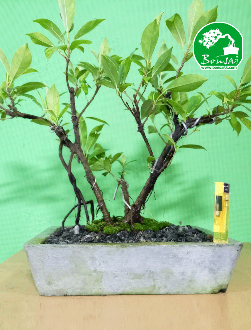 Bonsai-Plant-Golden-ficus-1