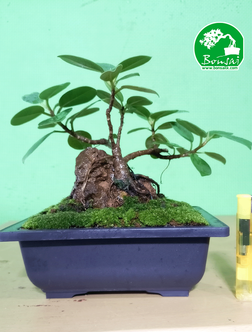 Bonsai-Plant-Pethi-Nuga-1
