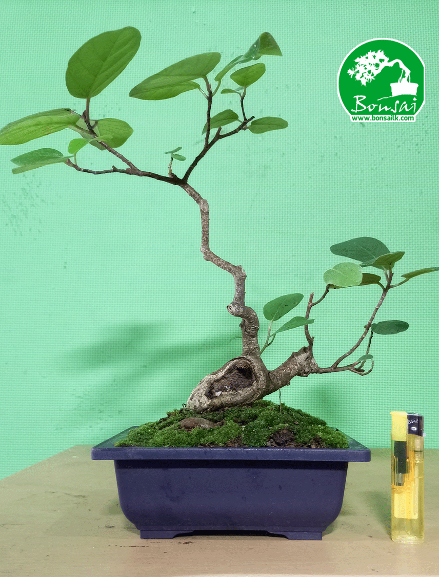 Bonsai-plant-Bu-nuga-1