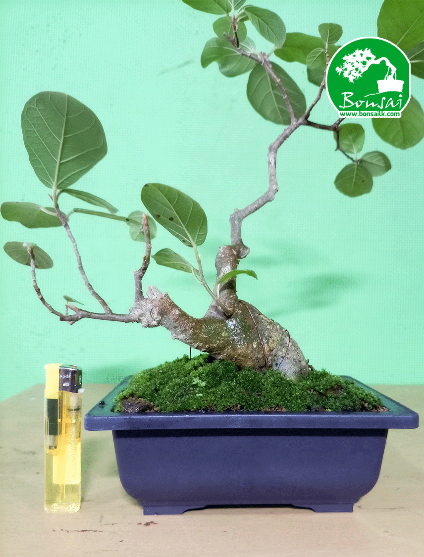 Bonsai-plant-Bu-nuga-2