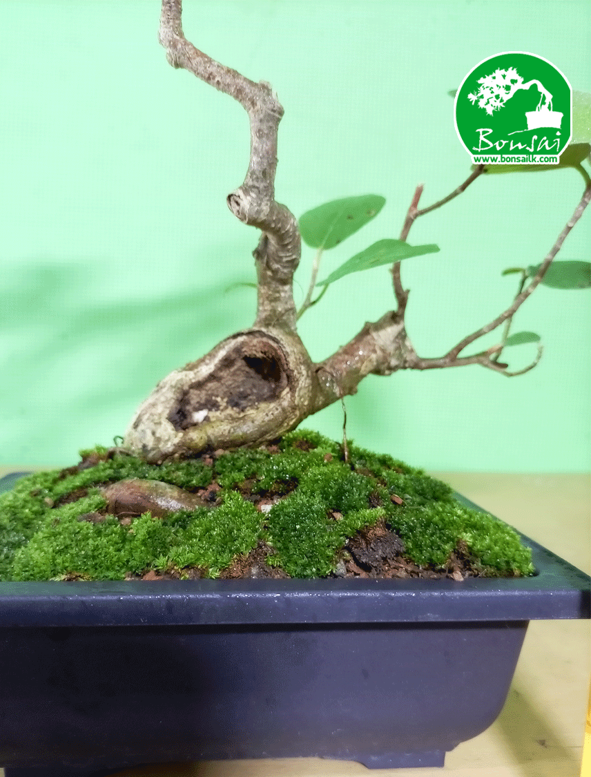 Bonsai-plant-Bu-nuga-3