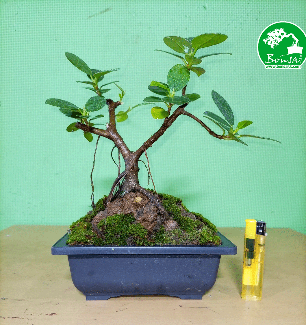 Pethi-nuga-bonsai-plant-1