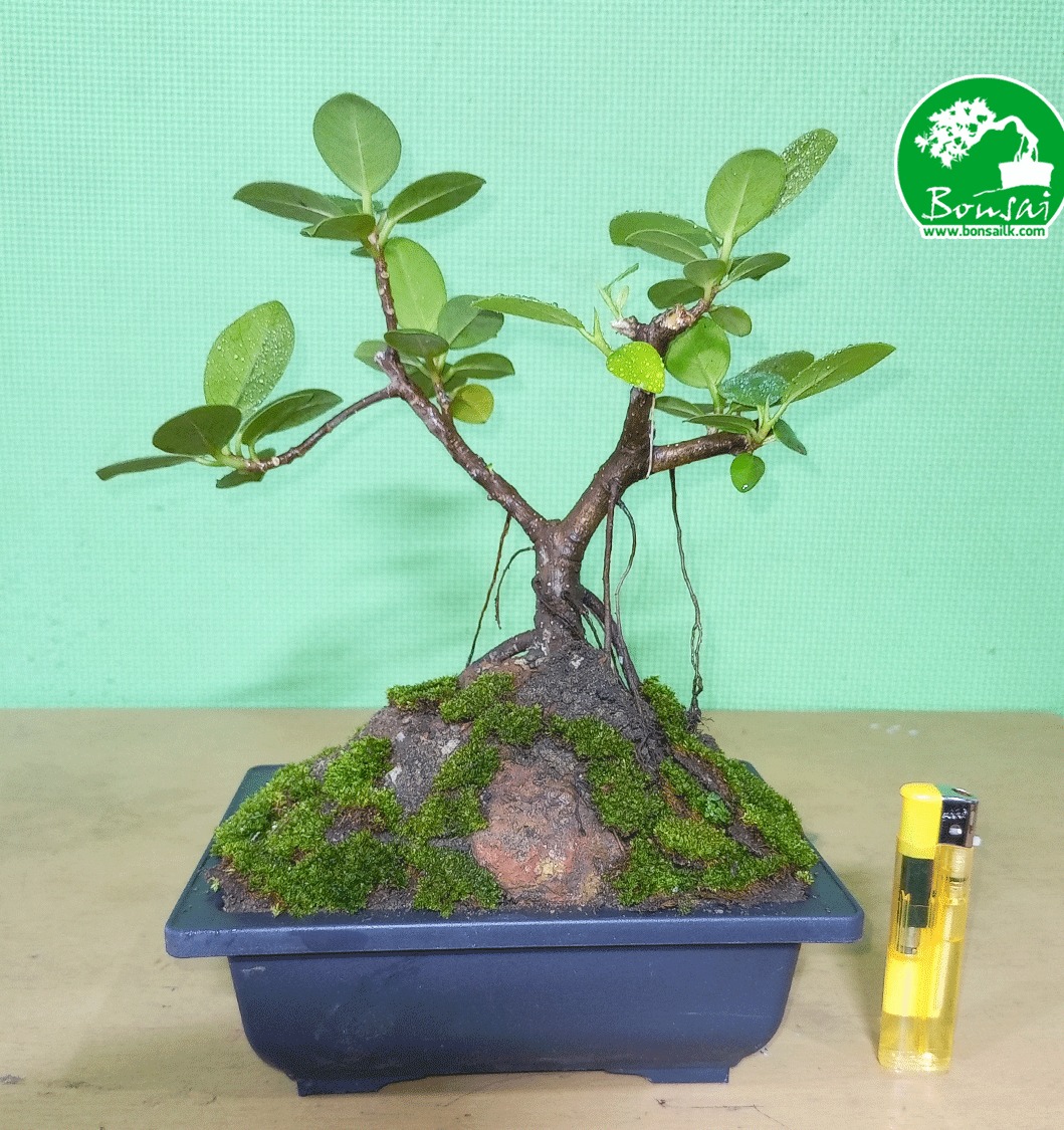 Pethi-nuga-bonsai-plant-2