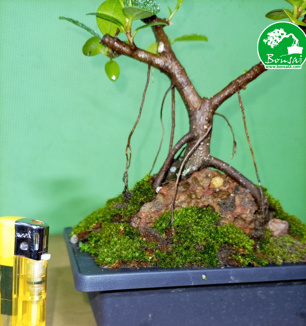 Pethi-nuga-bonsai-plant-3