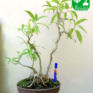 Ahatu Bonsai Plant in Sri Lanka