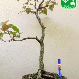 Rath Bo Bonsai Plant