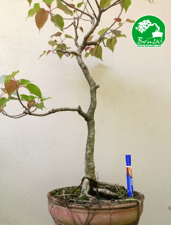 Rath Bo Bonsai Plant in Sri Lanka
