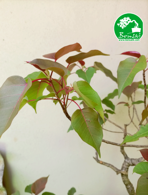 Rare Rath Bo Bonsai Plant in Sri Lanka