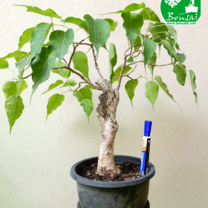 Bo Bonsai Plant