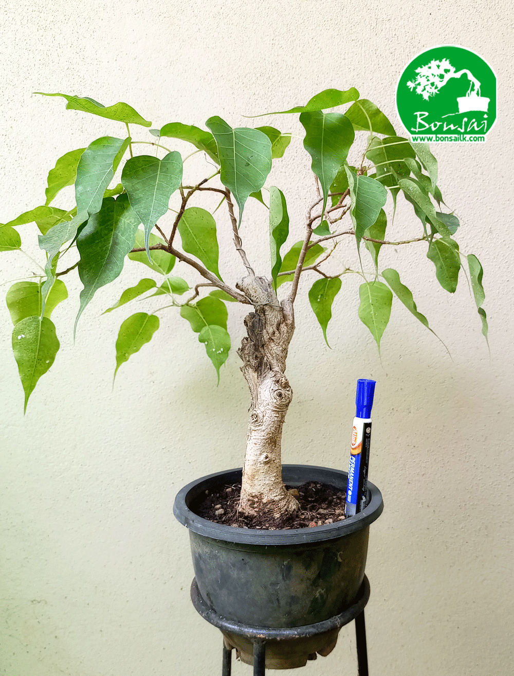 Bo Bonsai Plants in Sri Lanka
