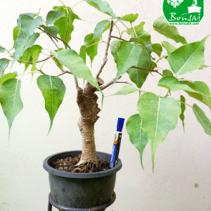 Bo Bonsai Plant