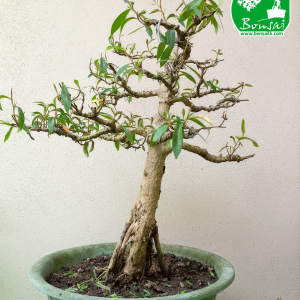 Kubuk Bonsai Plant