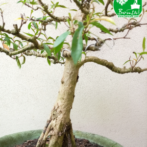 Kubuk Bonsai Plant