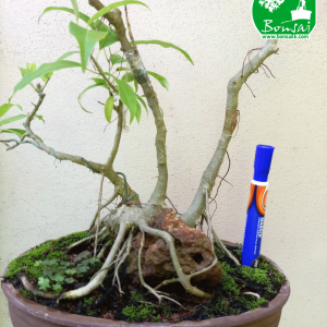 Ahatu Bonsai Plant in Sri Lanka