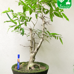 Weera Bonsai Plant
