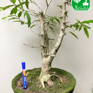 Weera Bonsai Plant