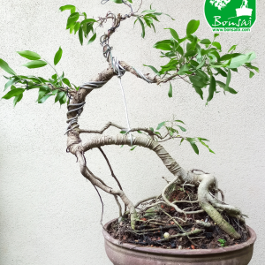 Benjamina Bonsai Plant