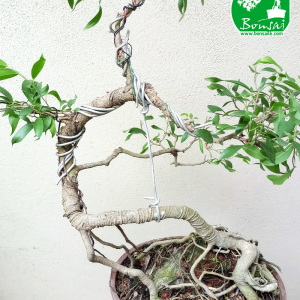 Benjamina Bonsai Plant