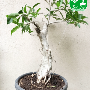 Ahatu Bonsai Plant (Yamadori)