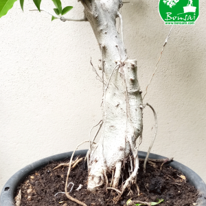 Ahatu Bonsai Plant (Yamadori)