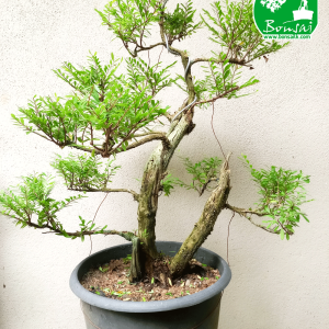 Gagavaralla Bonsai Plant