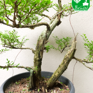 Gagavaralla Bonsai Plant