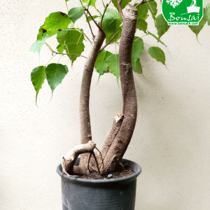 Bo Bonsai Plant