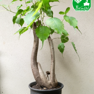 Bo Bonsai Plant