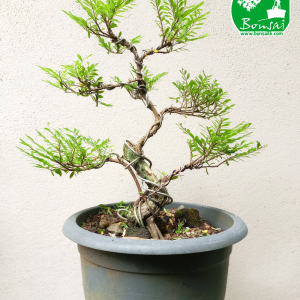 Gagavaralla Bonsai Plant