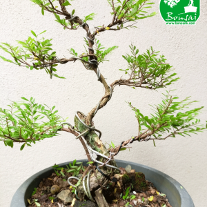 Gagavaralla Bonsai Plant
