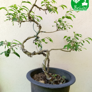 Benjamina Bonsai Moyogi style