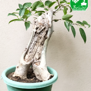 Buy Ahatu Bonsai Plant