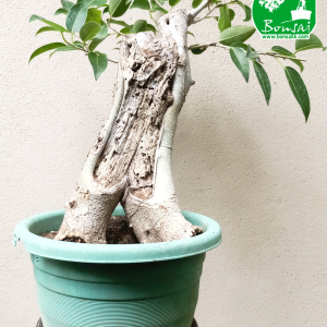 Buy Ahatu Bonsai Plant