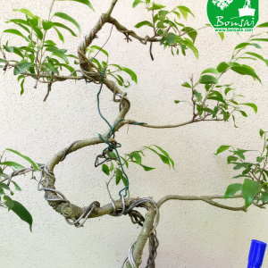 Benjamina Bonsai Moyogi style