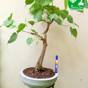 Bo Bonsai Plant