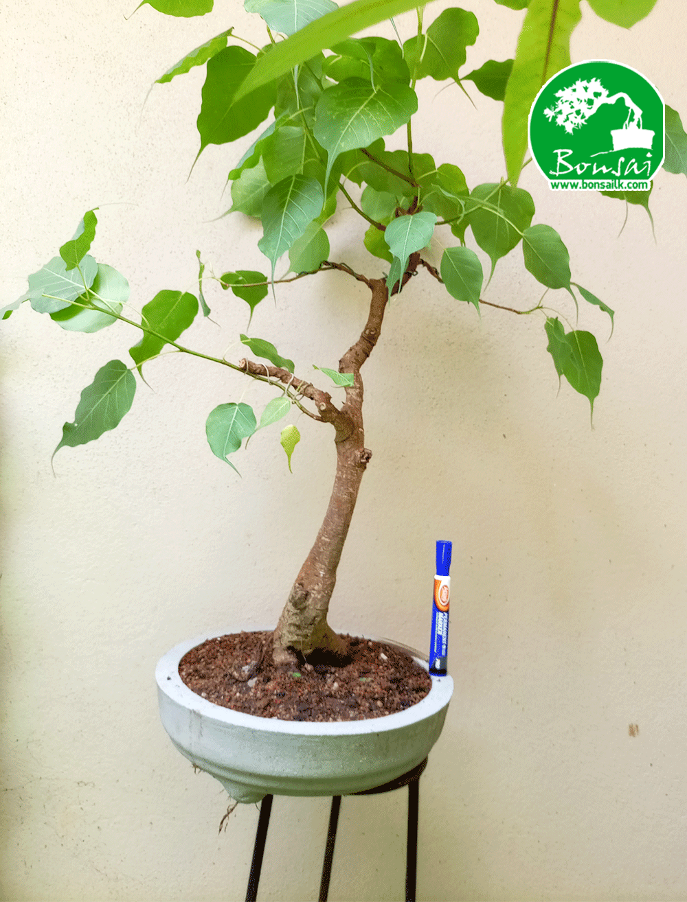 Bo Bonsai Plant in Sri Lanka