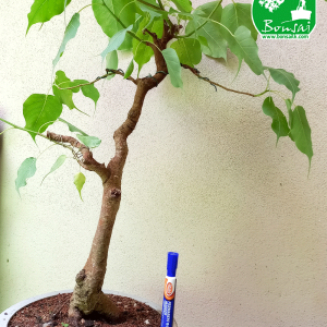 Bo Bonsai Plant