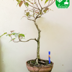 Rath Bo Bonsai Plant