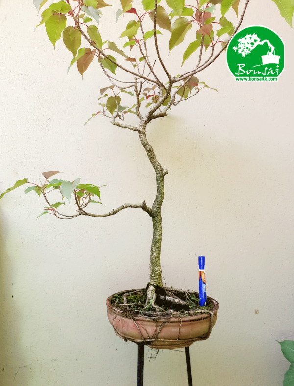 Rath Bo Bonsai Plant seller in Sri Lanka